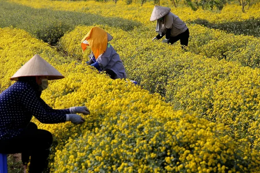 Cắt tỉa cành già, để cây tập trung dinh dưỡng cho hoa.