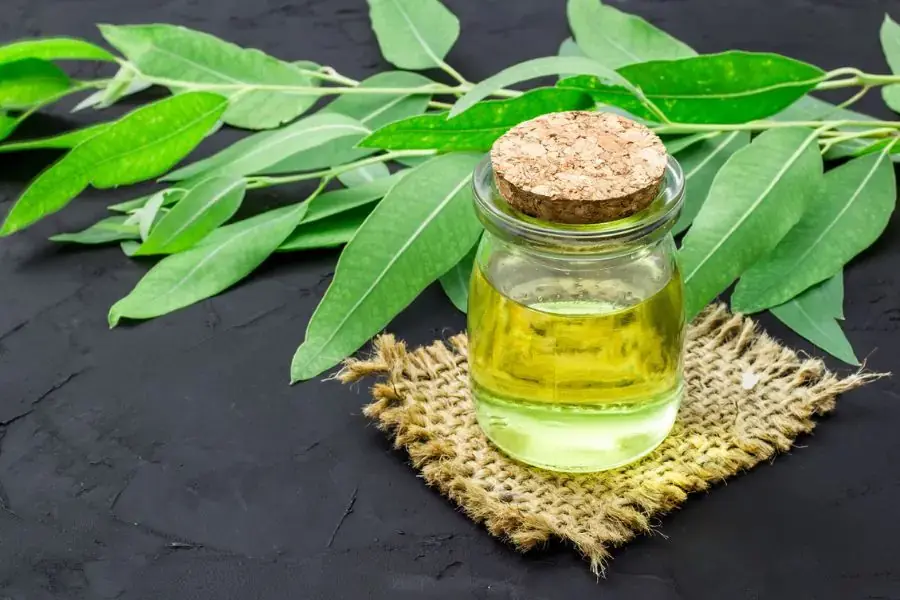 Tinh dầu bạch đàn chanh còn có thể đuổi muỗi nữa