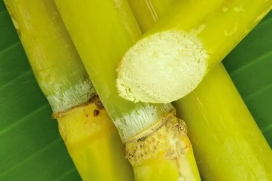 Ăn mía tốt cho sức khỏe