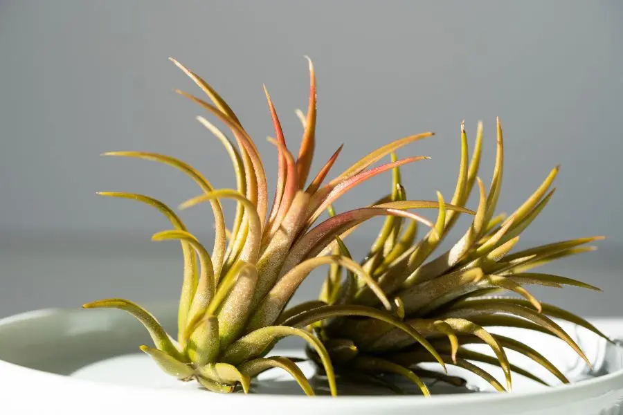 Những loại cây trồng trong nhà tốt cho sức khỏe: Cây Air plant có khả năng lọc sạch không khí, hỗ trợ giấc ngủ ngon.