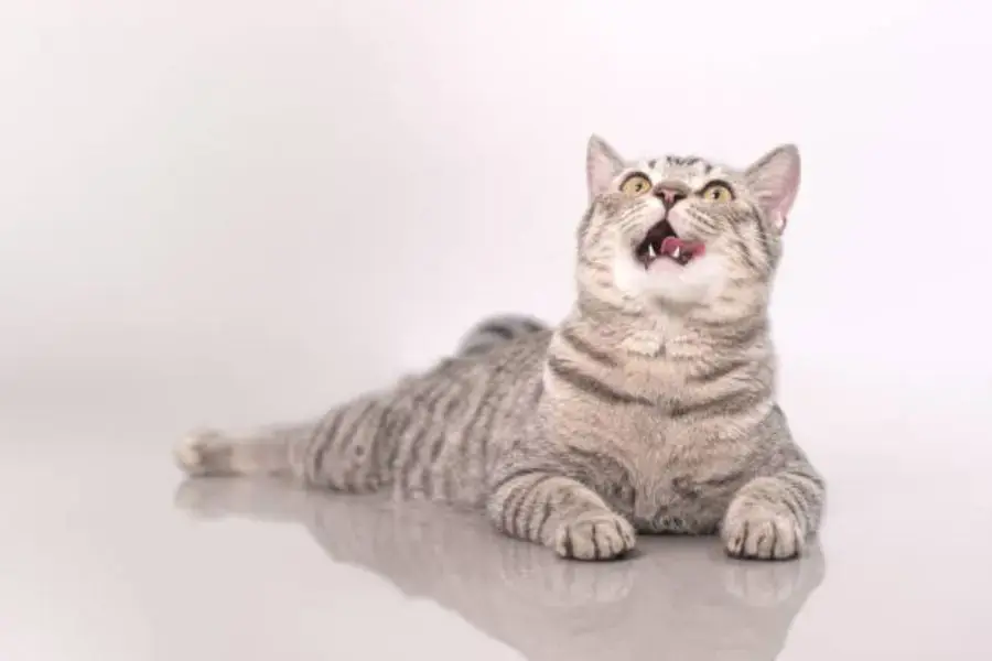 Vô vàn những điều thú vị về loài mèo.