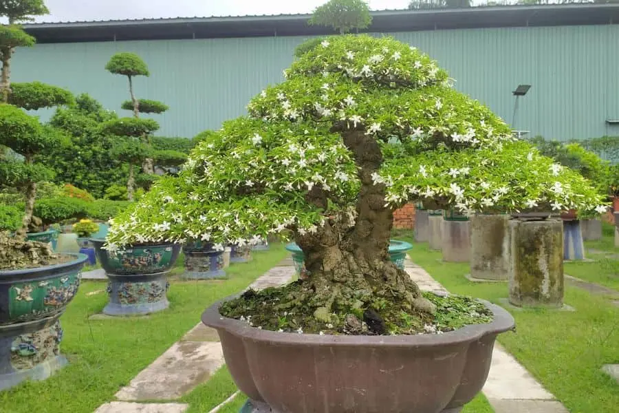 Cách trồng và chăm sóc cây mai chiếu thủy không dễ.