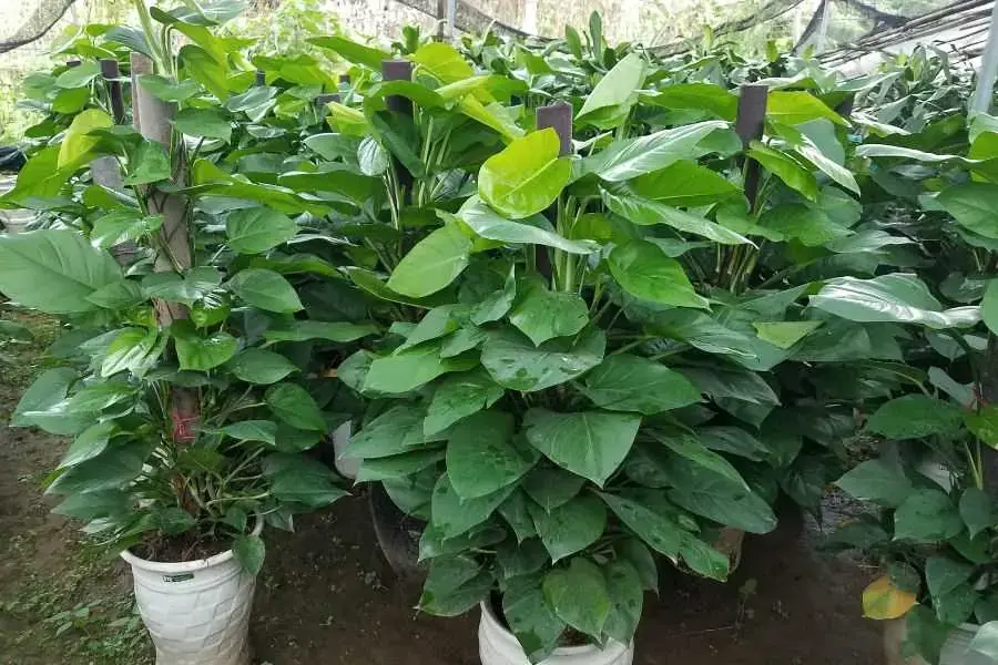 Cây vạn niên thanh có tác dụng thanh lọc không khí, loại bỏ khí độc