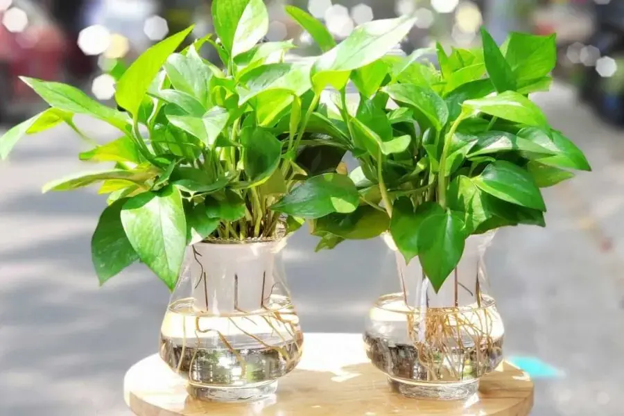 Cây vạn niên thanh khi trồng thủy sinh rất thích hợp để bàn làm việc