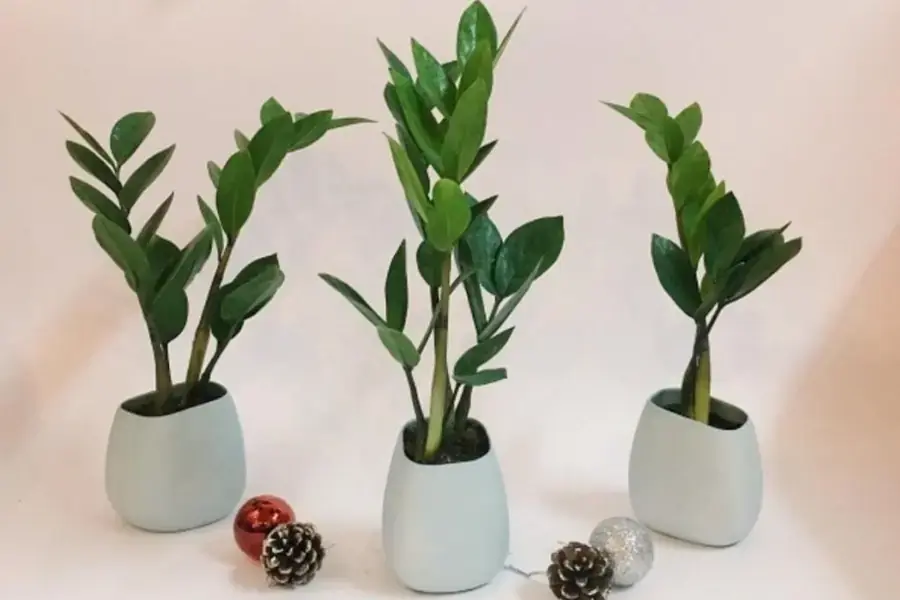 Trang trí cầu thang với cây Kim Tiền thu hút tài lộc