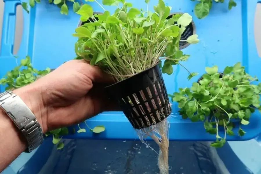 Khi rau mầm phát triển đến mức độ mà bạn mong muốn, có thể tiến hành thu hoạch.