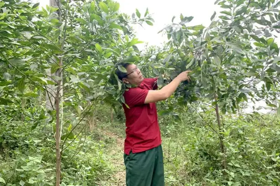 Cắt tỉa lá dưới thân cây keo.
