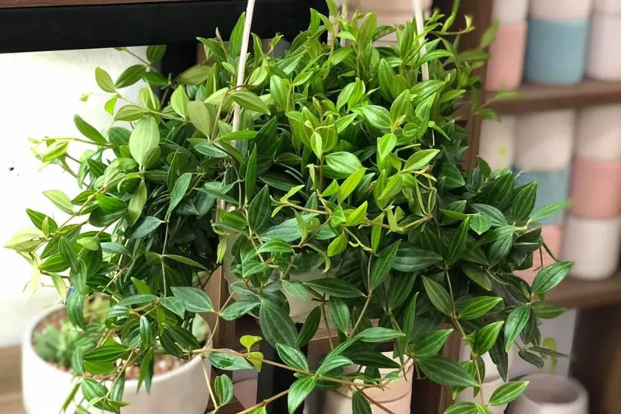 Có thể trồng cây bình an trong chậu treo trên khung cửa sổ lớp học.