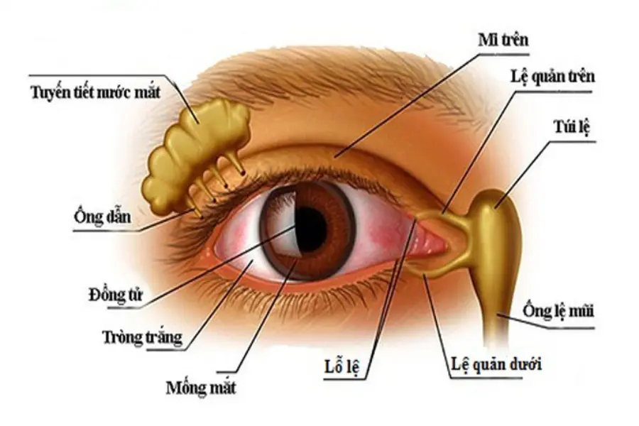 Sơ đồ cấu tạo tuyến nước mắt