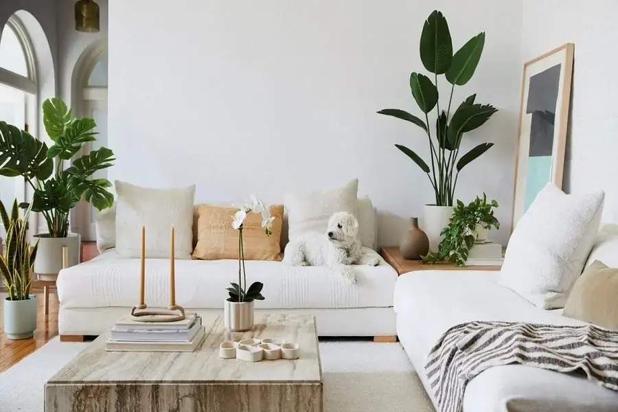 Đặt cây xanh thoáng khí cho không gian nhà ở