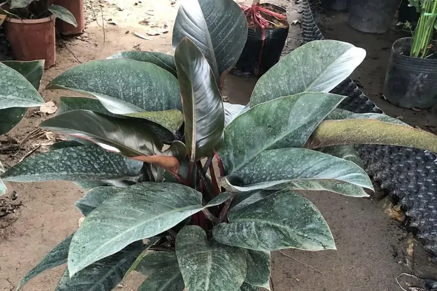 Cây trầu bà đế vương có nguồn gốc từ đảo Solomon trong rừng nguyên sinh của Indonesia.
