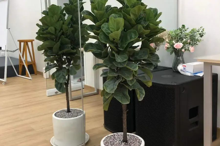 Trồng cây bàng trong nhà để tăng tính thẩm mỹ