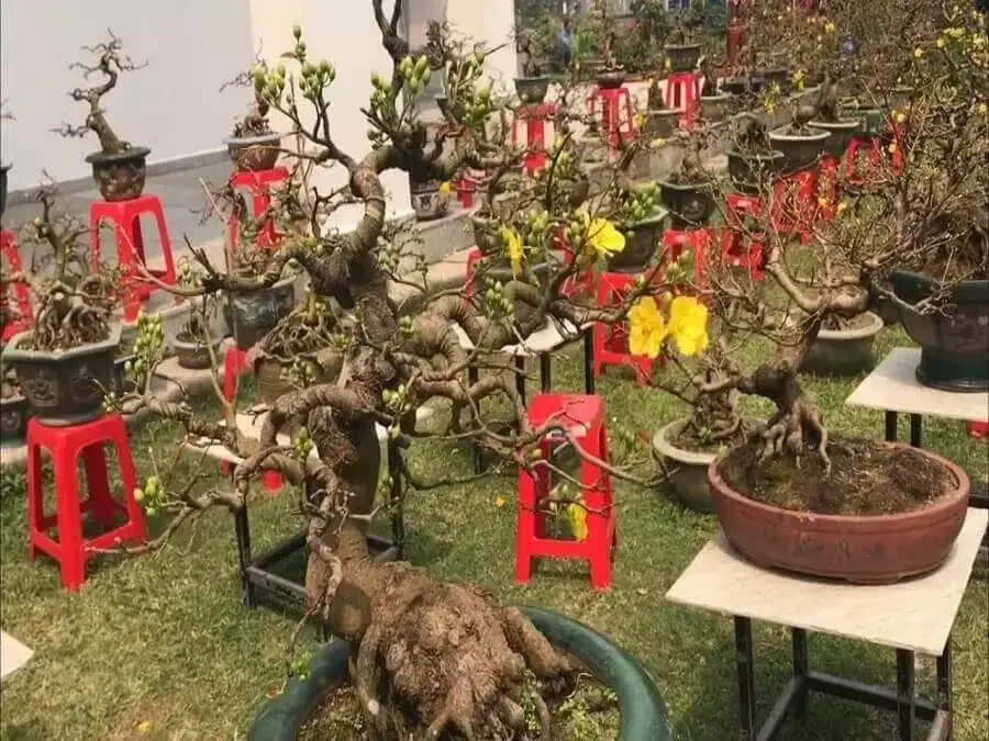 Cây mai có rất nhiều loại với nhiều kiểu dáng để lựa chọn.