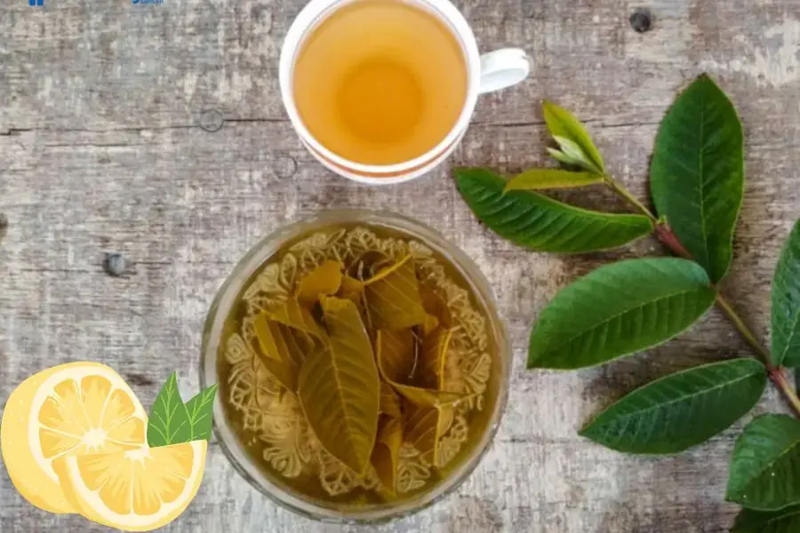 Thưởng thức ngay ly nước lá ổi mix cùng chanh thanh mát và giải độc