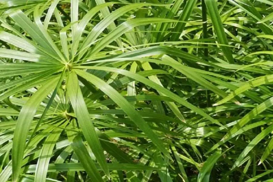 Cây trúc nước có ý nghĩa tốt lành, mang lại điều may mắn.