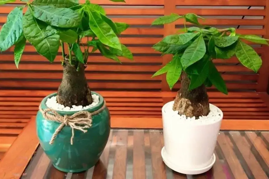 Chăm sóc Kim Ngân trong môi trường có nhiệt độ mát mẻ 