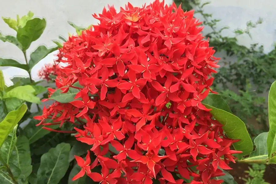 Hoa Mẫu Đơn, có tên khoa học là Paeonia, thuộc họ Paeoniaceae, xuất xứ từ Trung Quốc.