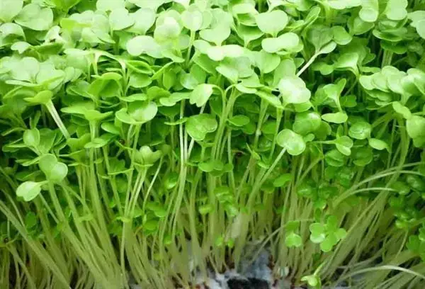 Rau mầm họ cải có lá nhỏ và hình trái tim.