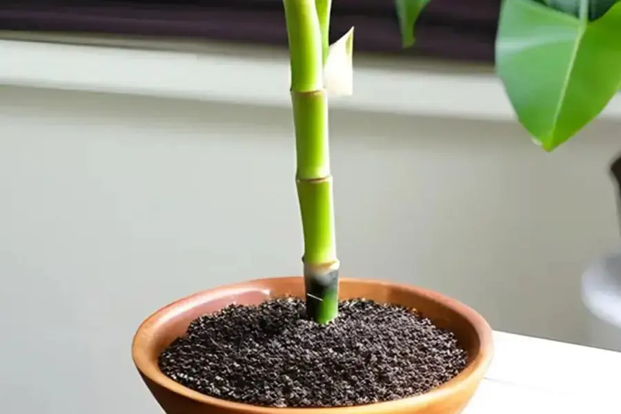 Đất trồng phát lộc phải tơi xốp và dễ thoát nước.