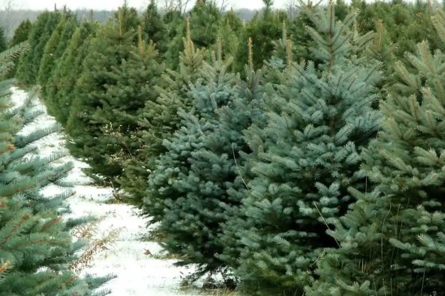 Chọn và trồng cây Noel khỏe mạnh, không sâu bệnh ngay từ đầu.