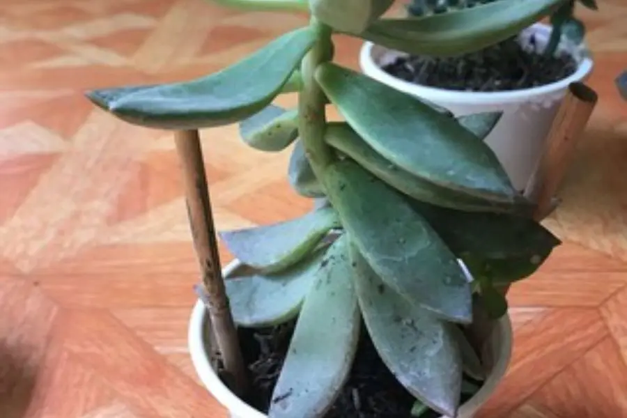 Cách chữa trị, phòng ngừa sen đá bị rụng lá.