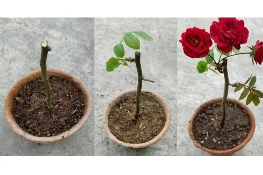 Cách giâm cành hồng trong cát rất dễ thực hiện tại nhà