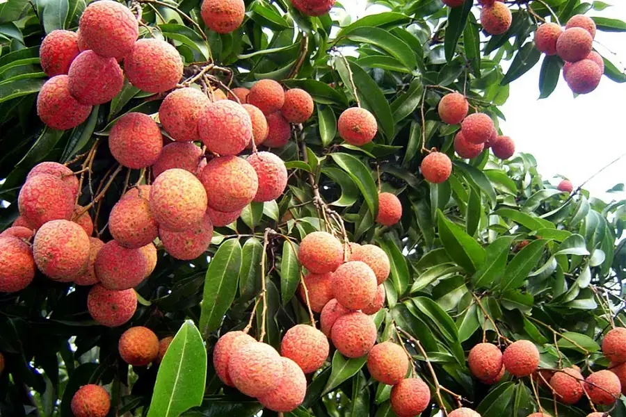 Vải thiều có nguồn gốc từ Thanh Hà