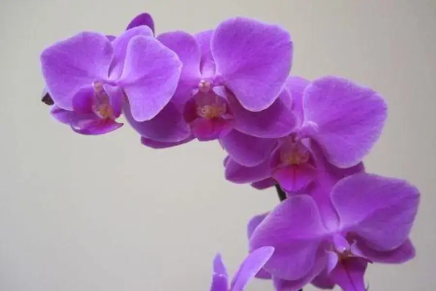 Vẻ đẹp gợi cảm, lộng lẫy khó cưỡng lại của lan hồ điệp tím.