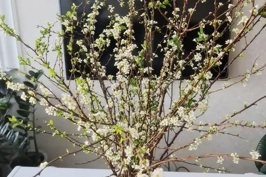 Hoa tuyết mai bắt nguồn từ Trung Quốc