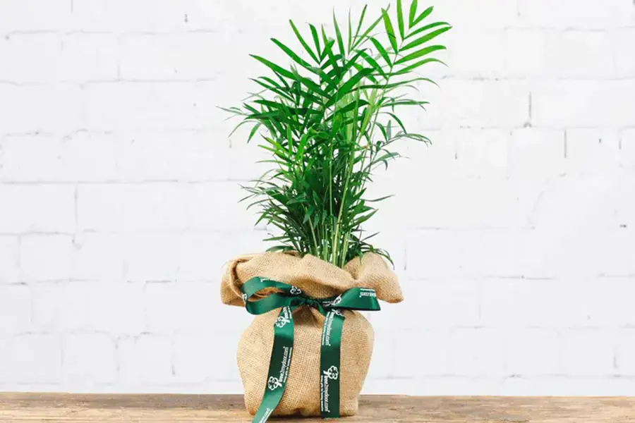 Cây cau cảnh có thể dùng làm quà tặng ý nghĩa.