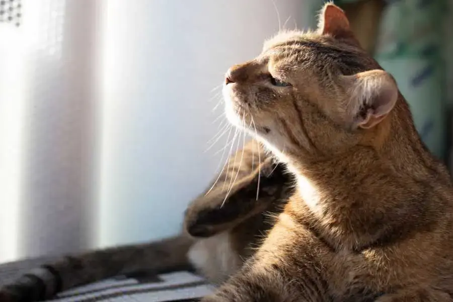 Có nhiều loại sữa tắm giúp hỗ trợ điều trị bệnh viêm da ở mèo.