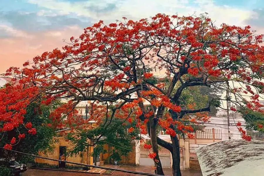 Cây phượng có tán lá rất rộng nên thường được nhiều người trồng để che bóng mát vào những ngày hè nóng bức. 