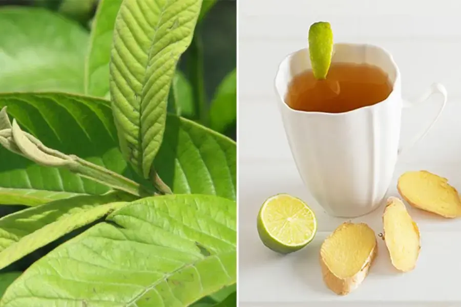Trà lá ổi kết hợp cùng gừng để giảm cân hiệu quả