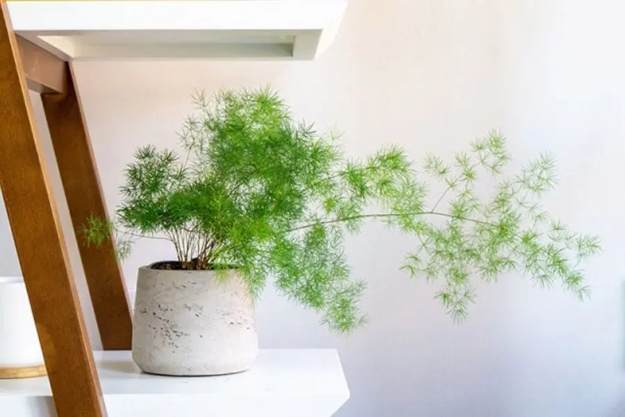 Cây thủy tùng có ý nghĩa phong thủy về tài lộc.