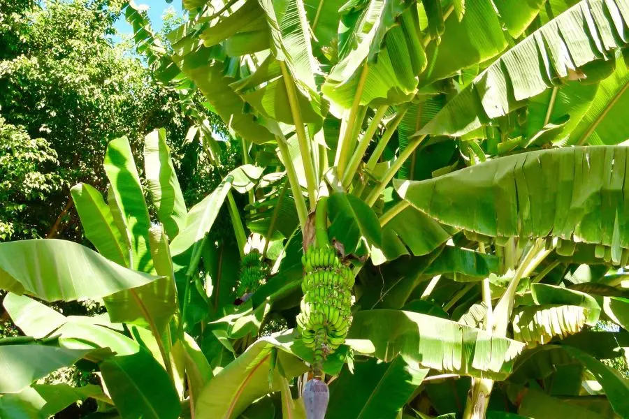 Nguồn gốc của cây chuối cảnh xuất phát từ vùng Madagascar.