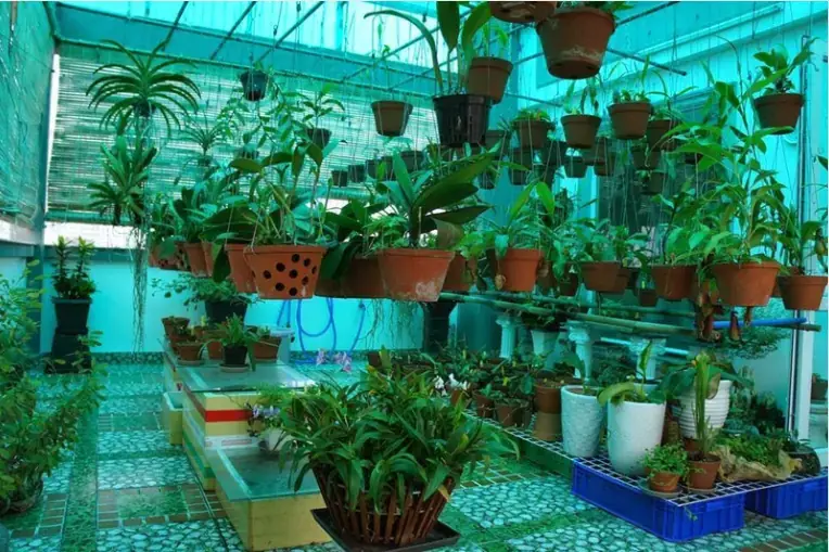 Tăng thêm các lớp che phủ giúp hoa lâu nở hơn.