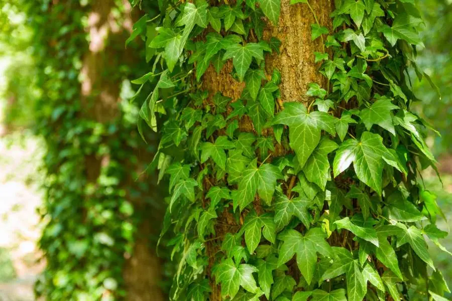 Cần lưu ý điều kiện ánh sáng, nước và đất.