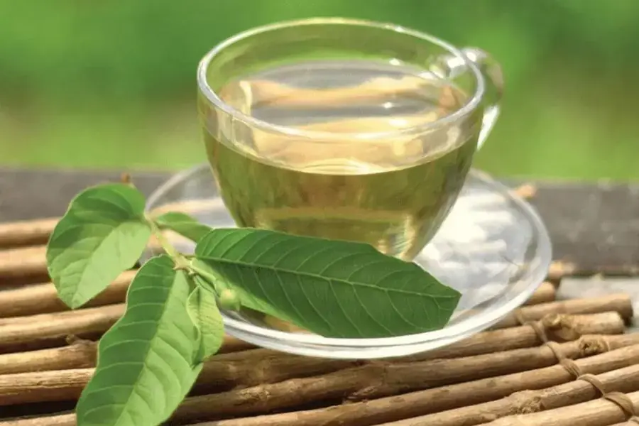 Trà lá ổi thúc đẩy quá trình giảm cân hiệu quả