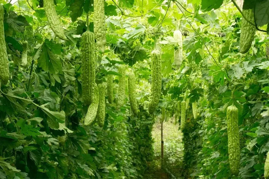 Vườn khổ qua ở Việt Nam
