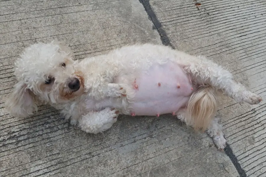 Chó Poodle mang thai cần được quan tâm, yêu thương để thai nhi phát triển khỏe mạnh, phòng tránh các chứng bệnh nguy hiểm.