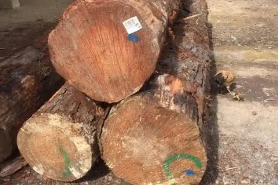 Gỗ cây thông 2 lá phổ biến trong đời sống