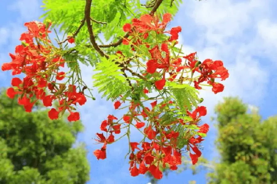 Những cành hoa phượng đỏ thắm tựa như đuôi của loài chim Phượng Hoàng. 