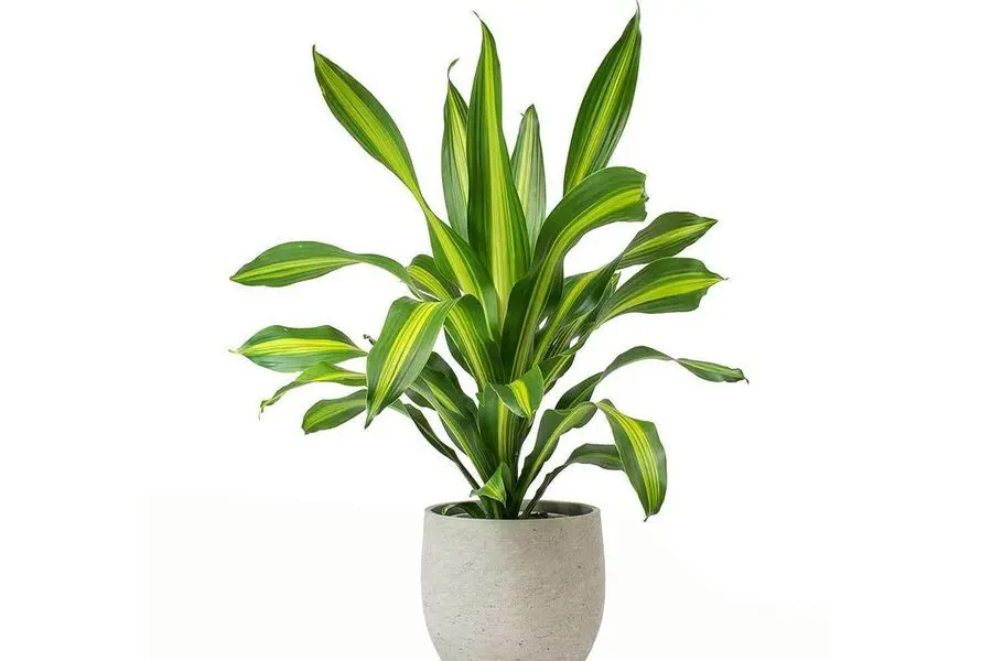 Mệnh Kim và tuổi Mão đặc biệt hợp với loài cây này.