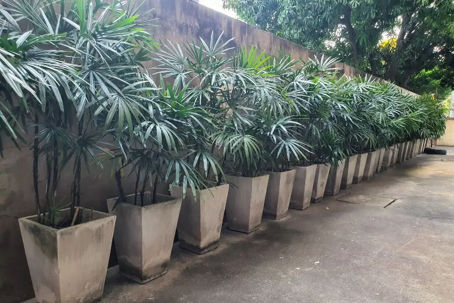 Cây cọ cảnh có thân nhỏ, màu xám.