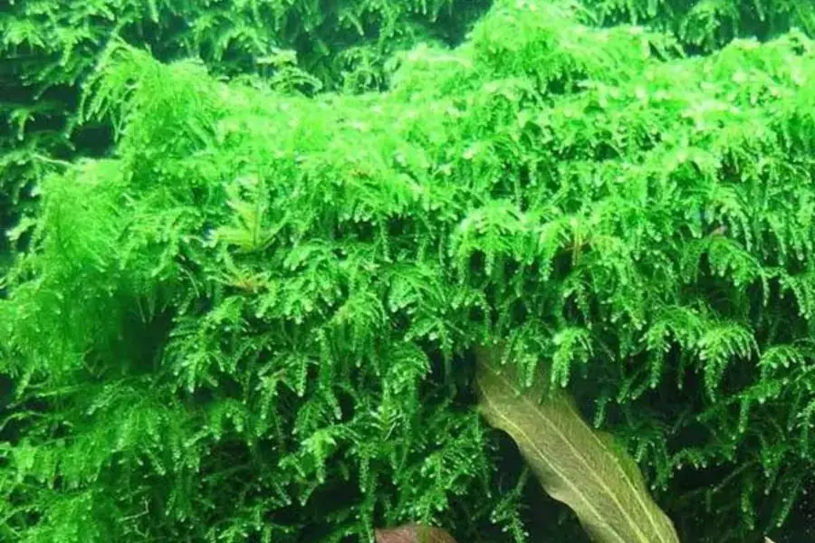 Rêu thủy sinh Weeping có tên khoa học là Vesicularia ferriei.