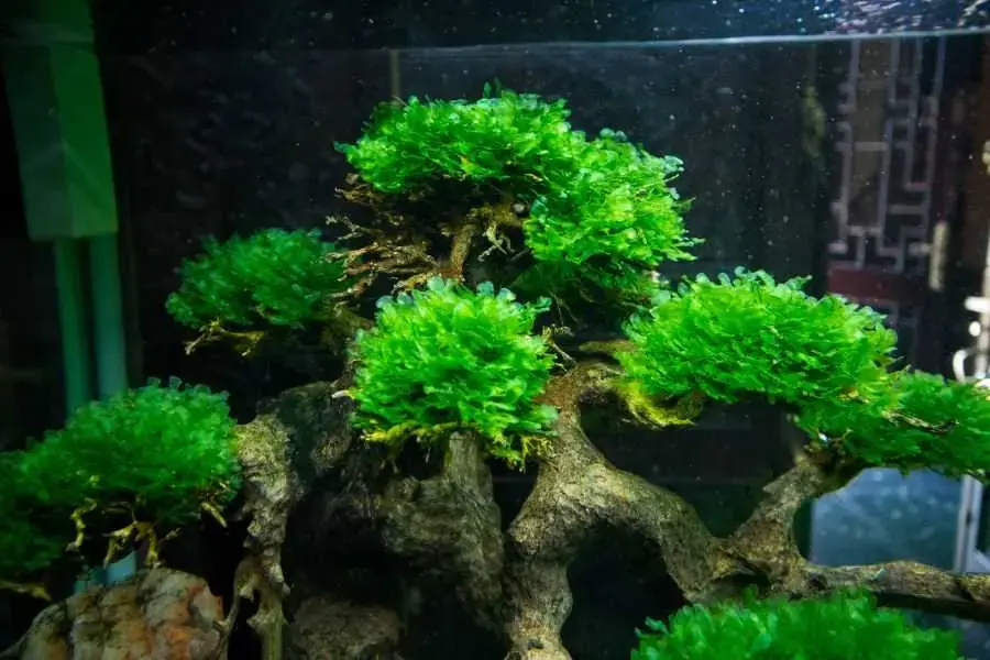 Rêu pellia còn được biết đến với cái tên là rêu Monosolenium.