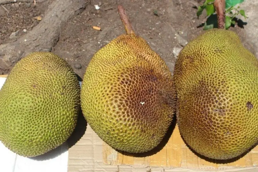 Phơi mít dưới ánh nắng mặt trời