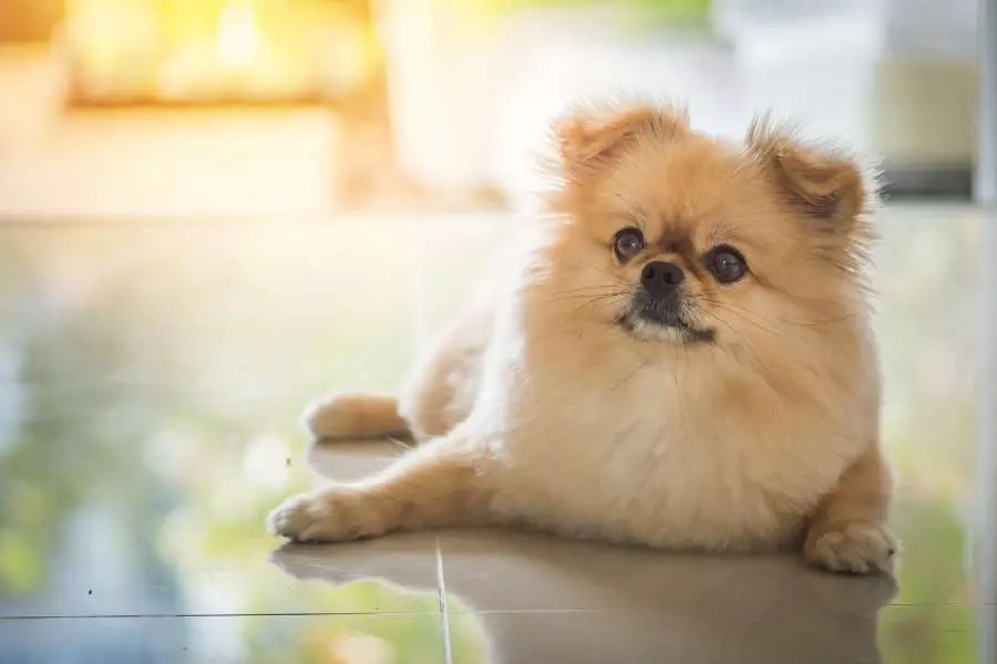 Ngoại hình của Phốc lai không quá lớn nên có thể sông tại nhiều không gian.