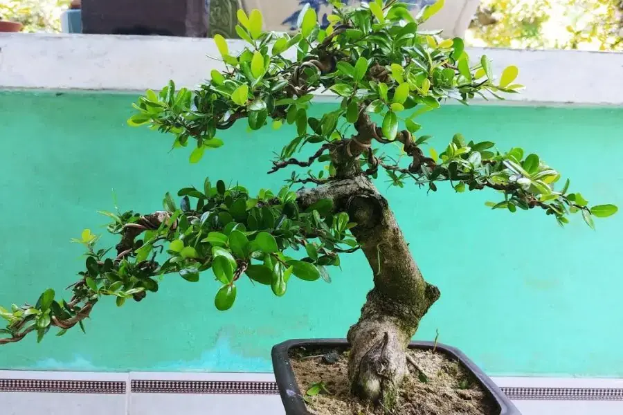 Cây Hải Châu được trồng nhiều tại các tỉnh Duyên hải Nam Trung Bộ.