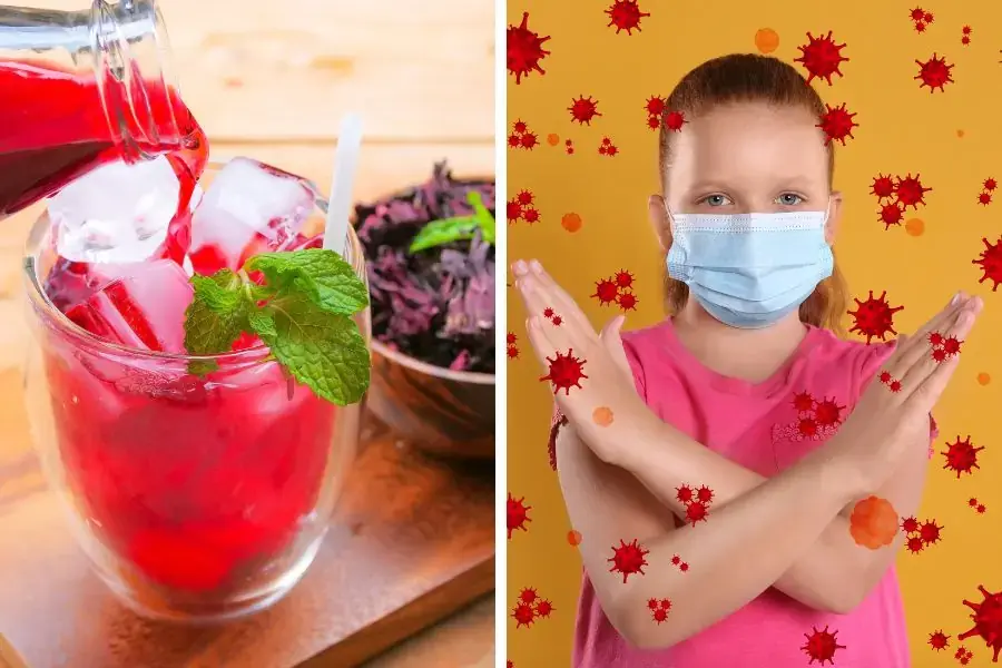 Sử dụng cây bụp giấm khoa học, đúng cách mang đến tính kháng khuẩn cao.